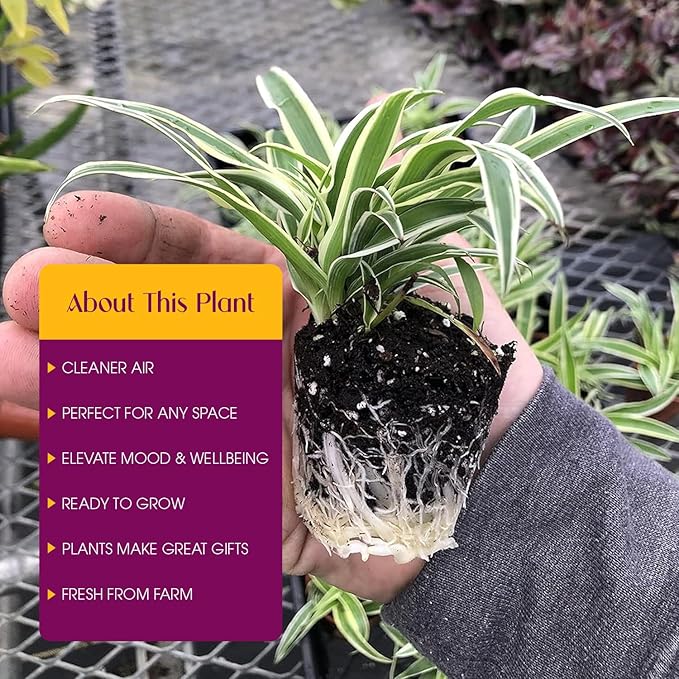 3 Pack Airplane Spider Plant – Live Indoor Houseplant | Air-Purifying, Low Maintenance, Thrives in Home & Office | Live Plants Indoor, Variegated Houseplant