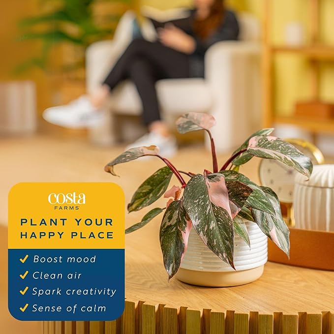 Costa Farms Philodendron Live Plants in Decorative Pots, Air Purifying Indoor Houseplant, Assorted Variety, Home, Room, or Office Decor, House Warming or Birthday Gift, 12-18 Inches Tall, Pack of 6