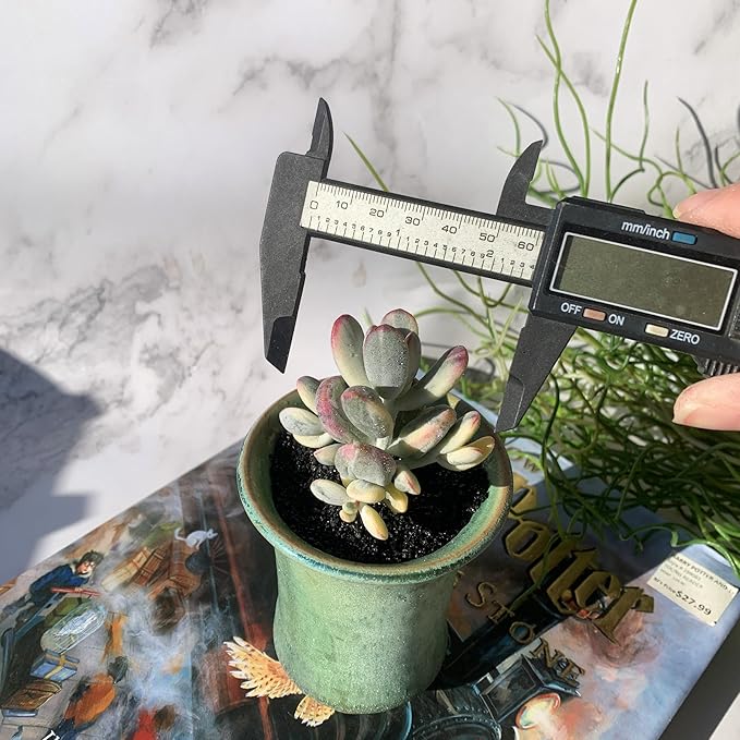 Cotyledon Orbiculata cv. Variegated Rare Live Succulent Plants, 2.5" Bare Root Without Pot & Soil, Garden Indoor Office Desk Baby Shower Decoration, Friend Plant Lovers Gifts