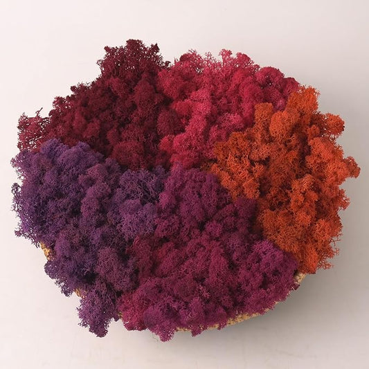 Preserved Reindeer Moss Natural Green DIY Kit Gardenning Art Wall Decor Florist Decor Easter Table Decor Wedding