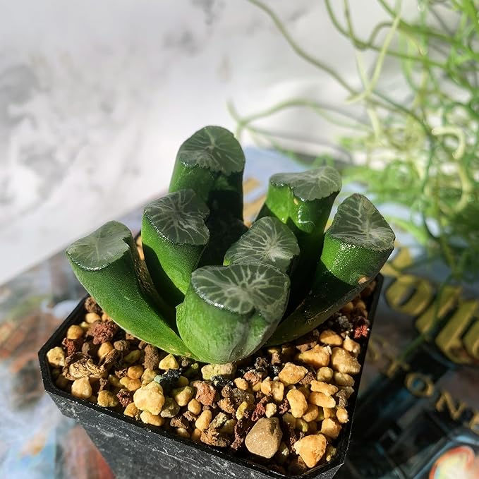 Haworthia Maughanii-Sacred Spring Rare Live Succulent Plants, 2.5" Bare Root Without Pot & Soil, Garden Indoor Office Desk Baby Shower Decoration, Friend Plant Lovers Gifts