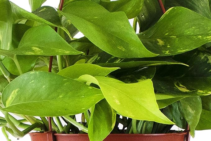 Shop Succulents | Vining Collection | Hand Selected, Air Purifying Easy Care Live Indoor/Outdoor Pothos Devil's Ivy House Plant