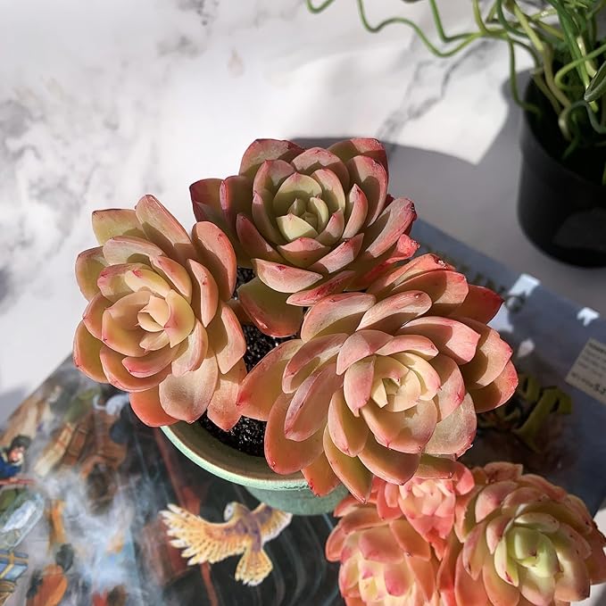 Echeveria Silk Veil Rare Live Succulent Plants, Cluster 3.5" Bare Root Without Pot & Soil, 1/3/7 Pcs, Garden Indoor Office Desk Baby Shower Decoration, Friend Plant Lovers Gifts