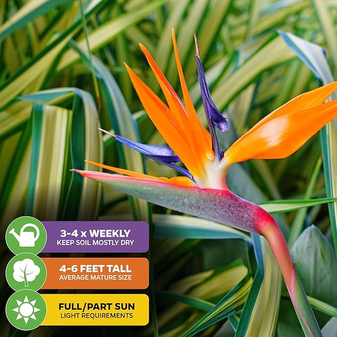 Orange Bird of Paradise Live Plant - Strelitzia Reginae by Wellspring Gardens - Tropical Flowering Perennial, Exotic Indoor/Outdoor Houseplant, Easy Care, Low Maintenance Starter Plant
