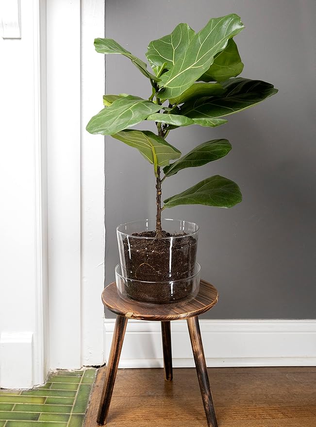 Sheer Glass Pot Planter with Drainage Holes & Tray - Decorative & Modern for All House Plants (8 Inches)