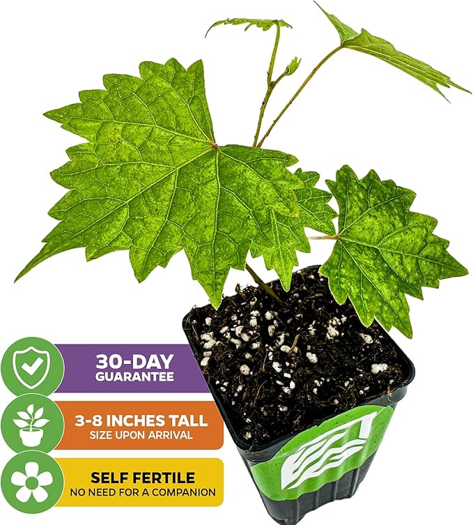 Southern Home Muscadine Grape - Vitis rotundifolia by Wellspring Gardens - Stunning Ornamental Vine, Grapevine for Southern Gardens, Unique Oak-Shaped Leaves, Juicy Black Grapes - Starter Plant