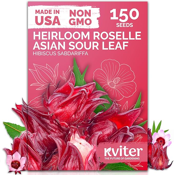 KVITER 150 Roselle Seeds for Planting (Hibiscus Sabdariffa) – Jamaican Sorrel/Cranberry Hibisco Seeds/Gongura Seed/Sour Leaf Seed – Perfect for Hibiscus Tea Organic, Outdoor & Indoor Garden