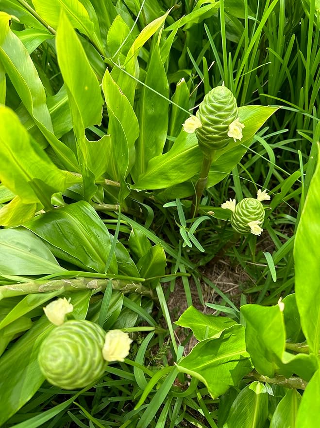 10 Count Awapuhi Wild Ginger Rhizomes Shampoo Live Plant,Fresh Roots Raw, Zingiber Zerumbet Pinecone Bitter Ginger, Hawaiian Ginger Lily, Pinecone Ginger Red Ginger Roots for Planting