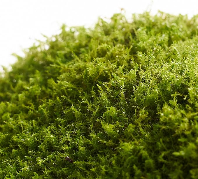 Live Moss – Racomitrium Moss (3 Sheets, Each Approx. 3.5"x7") for Terrariums, Moss Balls, Vertical Decor & Natural Plant Layouts – Naturally Grown, Reusable, Not Artificial