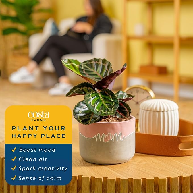 Costa Farms Calathea Live Plant in Decorative Pot, Indoor Houseplant, Assorted Variety, Perfect for Home, Room, or Office Decor, Great House Warming or Birthday Gift, 12-18 Inches Tall