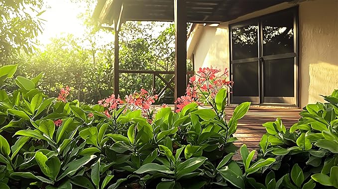 Nora Grant Ixora Plant | 3 Live Plants | Vibrant Pink Blooms | Tropical Flowering Shrub | Ideal for Landscapes & Gardens | Lush Decorative Foliage | Ixora coccinea