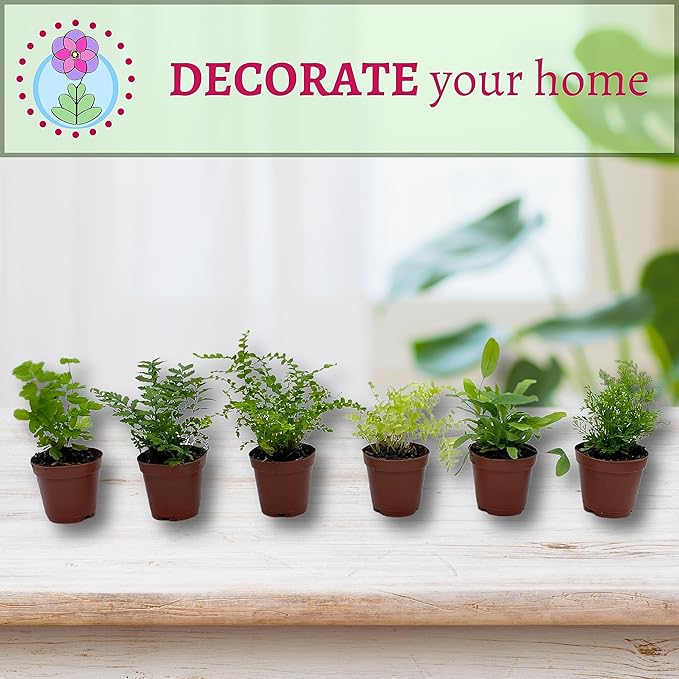 BubbleBlooms Fern Variety Assortment, 6 Different Ferns in 2 inch pots Tiny Mini Pixie Plants