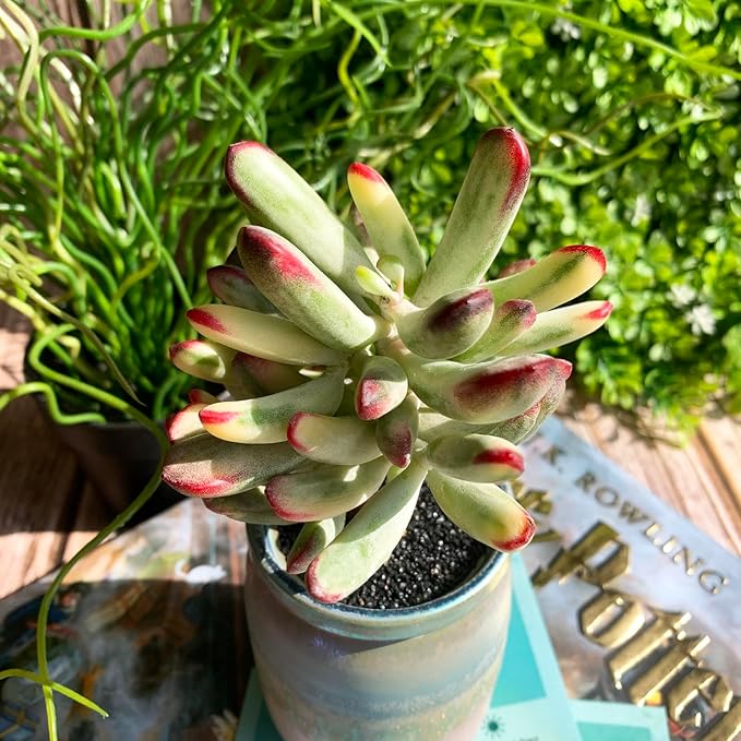 Cotyledon Orbiculata cv. Long Leaf Variegated Rare Live Succulent Plants, 3", Bare Root Without Pot & Soil, Garden Indoor Office Desk Baby Shower Decoration, Friend Plant Lovers Gifts