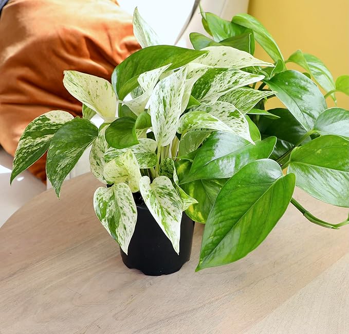 Marble Queen Pothos Plant in 4 Inch Planter Pot for Plants, Low Light Plants Live Houseplants, Pothos Live Plant Decor, Live Plants Indoor Plants Live Houseplants Live Indoor Plants by Plants for Pets
