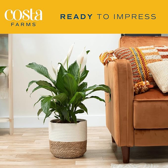 Costa Farms Peace Lily Live Plant in Decorative Pot, Large Air Purifying Flowering Indoor Houseplant, Perfect for Home, Room, or Office Decor, Great House Warming or Birthday Gift, 2-3 Feet Tall
