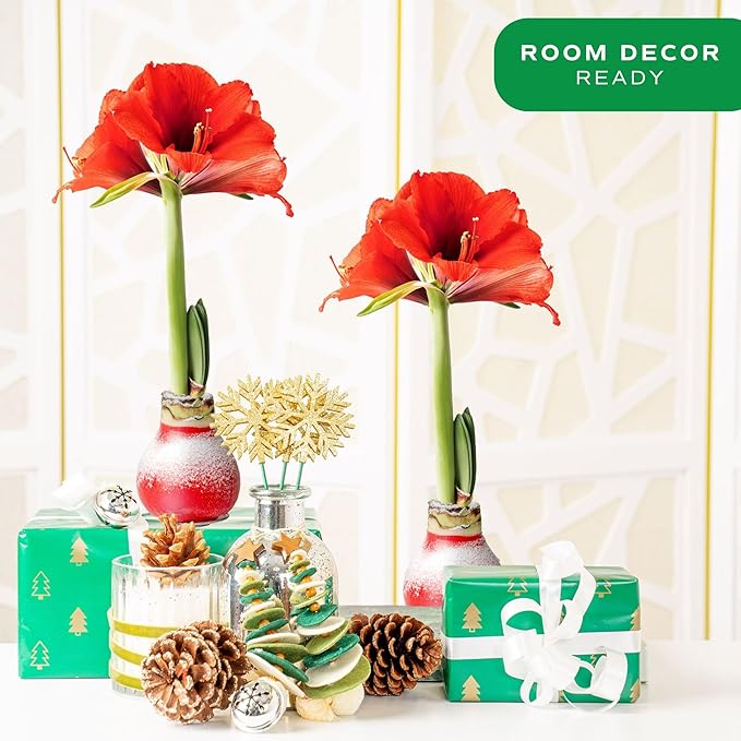 Costa Farms Amaryllis Live Plants in Bulb, Easy to Maintain Christmas or Holiday Decoration, Flowering Flowering Indoor Houseplant, Home, Room, or Office Decor, House Warming Gift, Bulb, Pack of 2