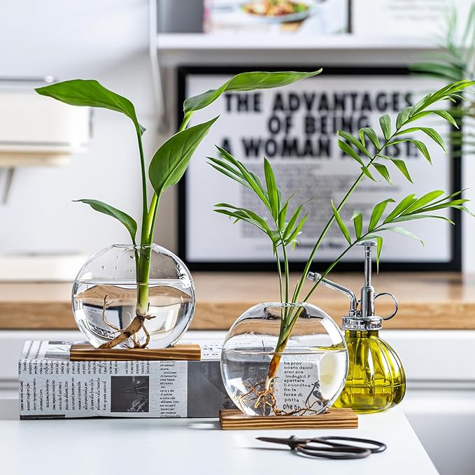 Glass Planter Propagation Station with Wooden Base - Clear Oblate Hydroponic Vase, Decorative Desktop Flower Vase for Home, Office, Windowsill - Gift for Plant Lovers (2)