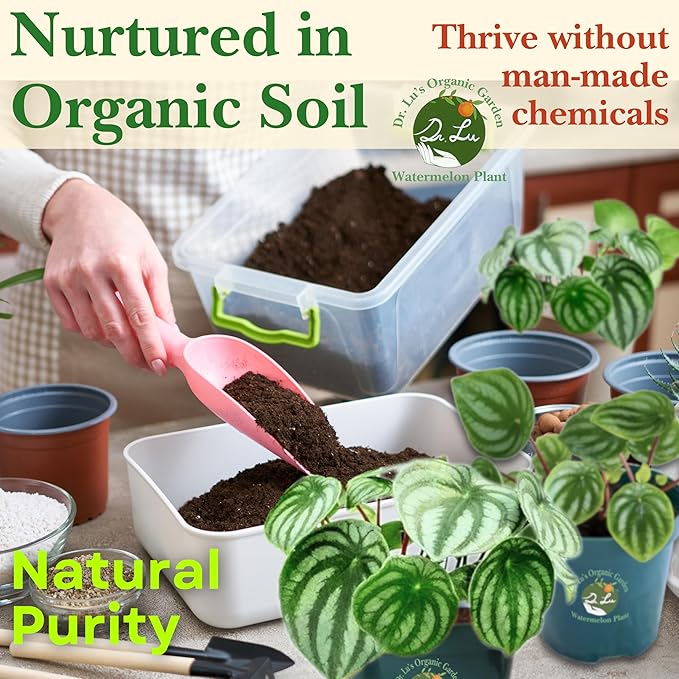Dr. Lu’s Organic Watermelon Peperomia | Rare Peperomia Live Plant | Rooted Cute Watermelon Plant for Air Purifying | Easy Grow Peperomia Argyreia in 4'' Nursery Pot