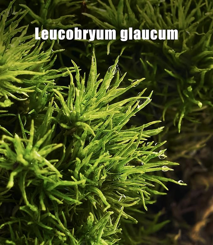 Live Moss – Leucobryum Moss (2 Sheets, Each Approx. 3.5"x7") for Terrariums, Bonsai, Potted Plants & Natural Moss Art – Cushion-Style Texture, Naturally Grown, Reusable, Not Artificial