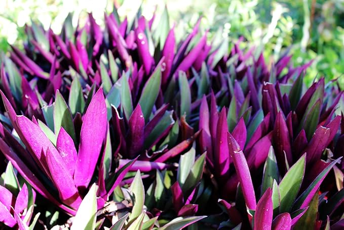 ONE Outdoor Live Plant- Oyster Plant Purple & Green - Grows to Medium Height Outdoor Plant- Young Small Plant