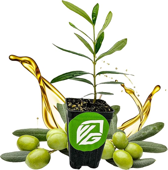 Coratina Olive Tree - Olea Europaea by Wellspring Gardens - Italian Olive, Cross-Pollination, Drought-Resistant, Gourmet Cooking Ingredient, Landscape Ornamental - Starter Plant