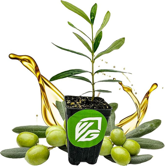 Coratina Olive Tree - Olea Europaea by Wellspring Gardens - Italian Olive, Cross-Pollination, Drought-Resistant, Gourmet Cooking Ingredient, Landscape Ornamental - Starter Plant