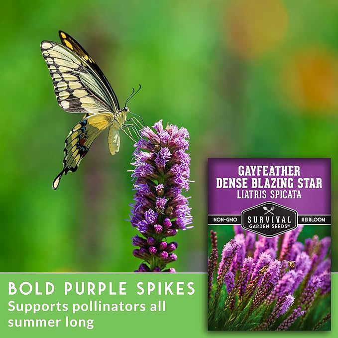 Survival Garden Seeds - Dense Blazing Star (Liatris spicata) | Gayfeather | Prairie Feather | North American Native Wildflower Seeds - 1 Pack