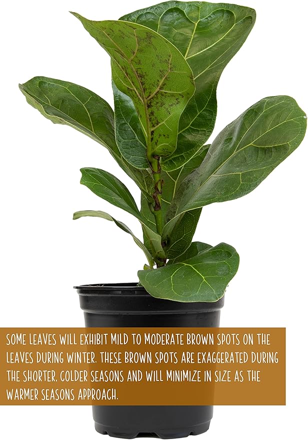 Plants for Pets Ficus Lyrata Fiddle Leaf Fig Plant, House Plants Indoors Live Ficus Tree Live Plant, Fig Trees Live Plants Indoor Plants Live Houseplants Fig Plants Live in Planter Pot in Soil Mix