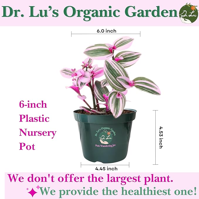 Dr. Lu’s Organic Pink Wandering Jew Live Plant | Rare Tradescantia Nanouk | Rooted House Plants | Easy Grow Indoor Plants | 6'' Nursery Pot