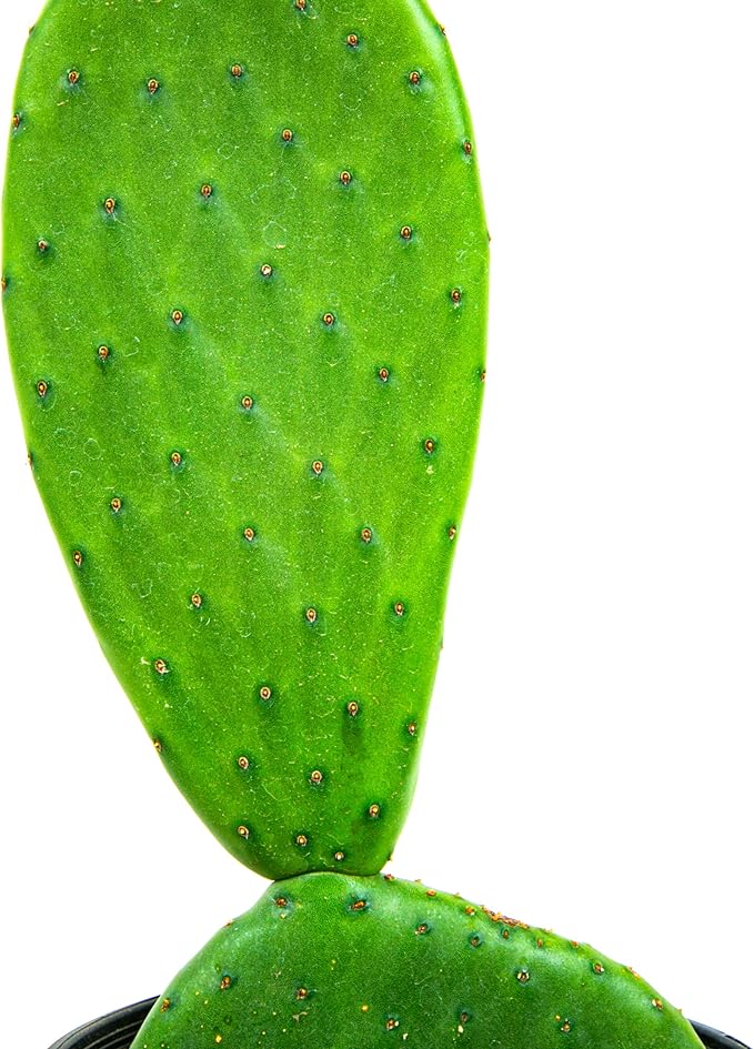 Cactus Outlet - Nopal Prickly Pear Cactus Plants Live - Live Cactus Plants - Nopal Cactus Plant Live - Prickly Pear Plant Live - Landscape Ready Cactus Plants Live Delivered Right to Your Door