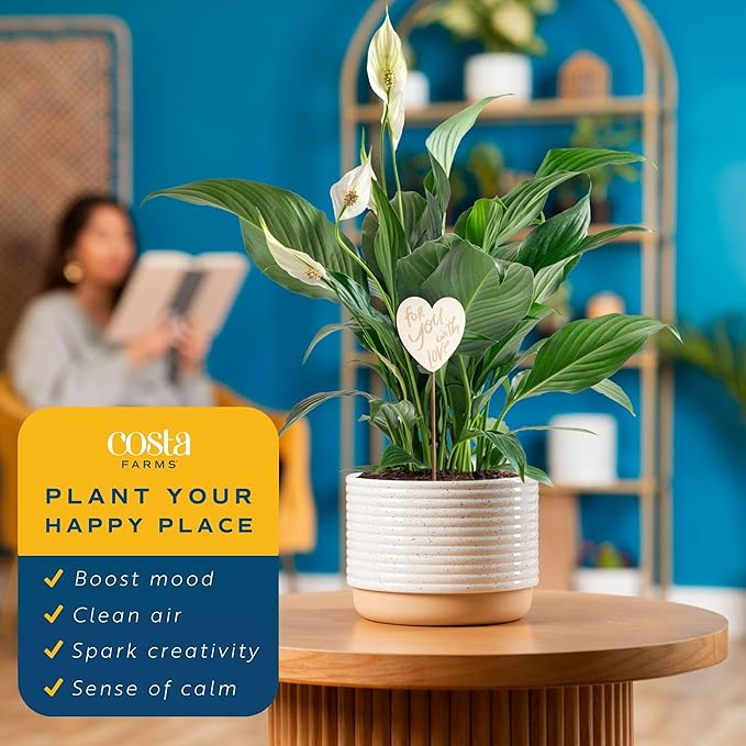 Costa Farms Peace Lily Live Plant in Decorative Pot, Air Purifying Flowering Indoor Houseplant, Perfect for Home, Room, or Office Decor, Great House Warming or Birthday Gift, 14-24 Inches Tall
