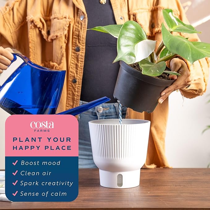 Costa Farms Philodendron White Knight Live Plant in Self Watering Pot, Indoor Houseplant, Perfect for Home, Room, or Office Decor, Great House Warming or Birthday Gift, 12-18 Inches Tall