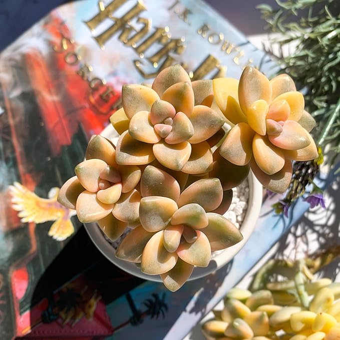 Graptoveria Paraguayense Bernalense Variegated Rare Live Succulent Plants, Cluster 3" Bare Root Without Pot & Soil, Garden Indoor Office Desk Baby Shower Decoration, Plant Lovers Gifts