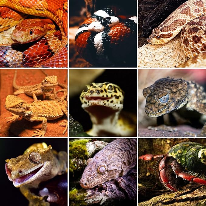 REPTI ZOO 34 Gallon PVC Reptile Terrarium, 24x18x18” Leopard Gecko Tanks with Glass Sliding Door & Top Screen Ventilation, Reptile Enclosure for Bearded Dragon Hermit Crab