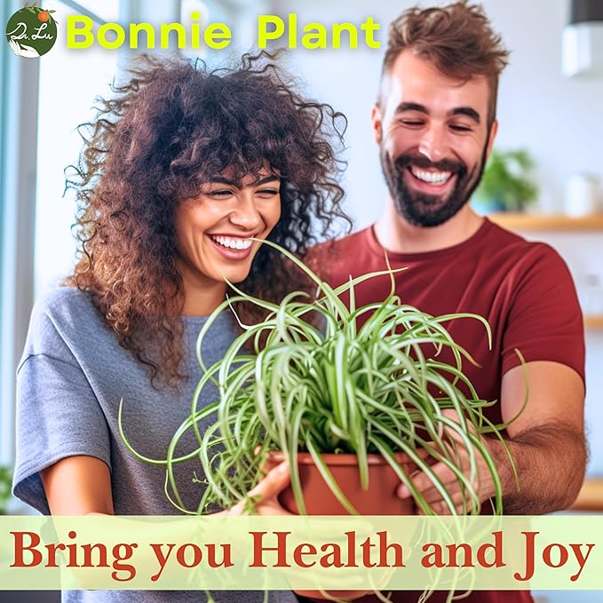 Dr. Lu’s Organic Bonnie Curly Spider Plant | Air Purifying House Plants | Rooted Spider Plant | Easy Grow Indoor Plants | Live Plants in 4'' Nursery Pot