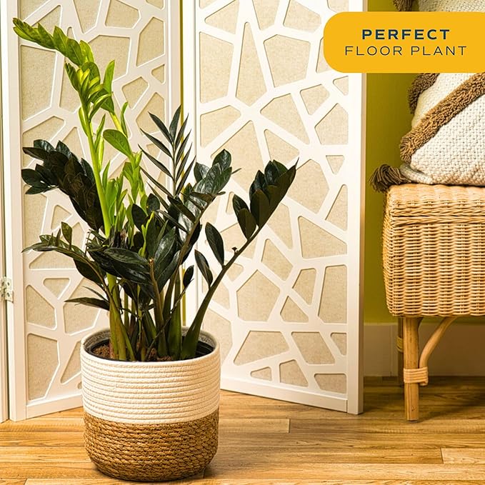 Costa Farms Raven ZZ Plant, Easy Care Indoor Houseplant, Potted in Decorative Plant Pot with Soil, Room Decor for Tabletop, Shelf, or Office Desk, Trending Tropicals Collection, 22-Inches Tall