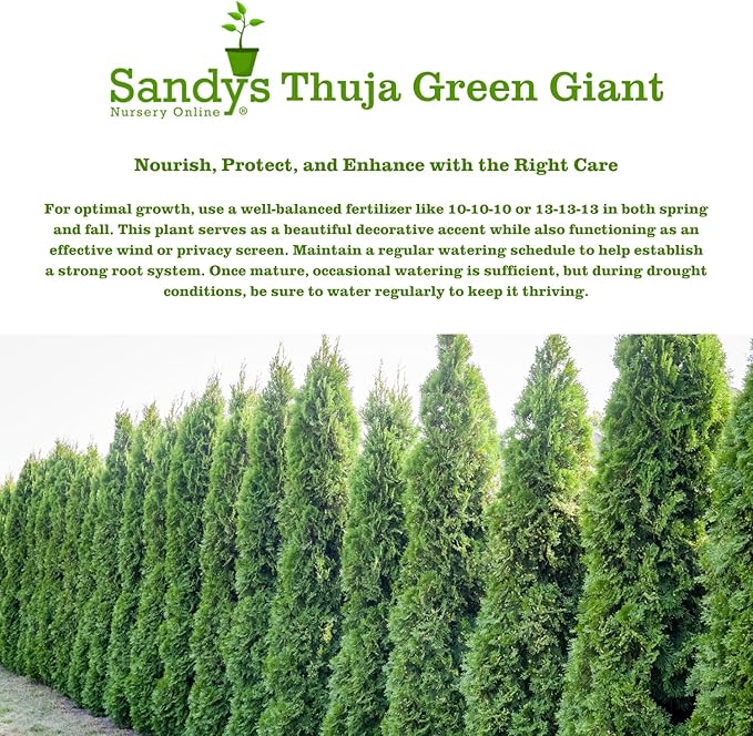 Thuja Green Giant Arborvitae Lot of 20, 3 Inch Pot