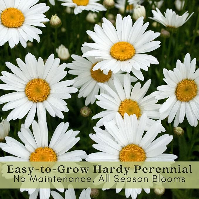 Clovers Garden Shasta Daisy (Leucanthemum) Plants – Two (2) Live Plants – Non-GMO - Not Seeds - Each 4" to 8" Tall – in 4" Inch Pots – Hardy Flowering Perennial, Pollinator Favorite