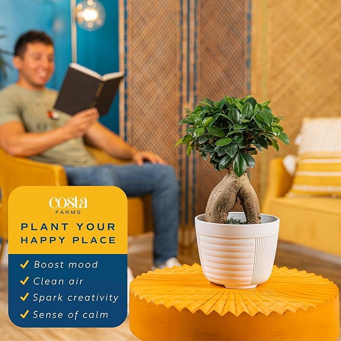 Costa Farms Bonsai Miniature Tree Live Plant in Decorative Pot, Easy Indoor Houseplant, Assorted Variety, Zen Home, Room, or Office Decor, House Warming or Birthday Gift, 12-15 Inches Tall