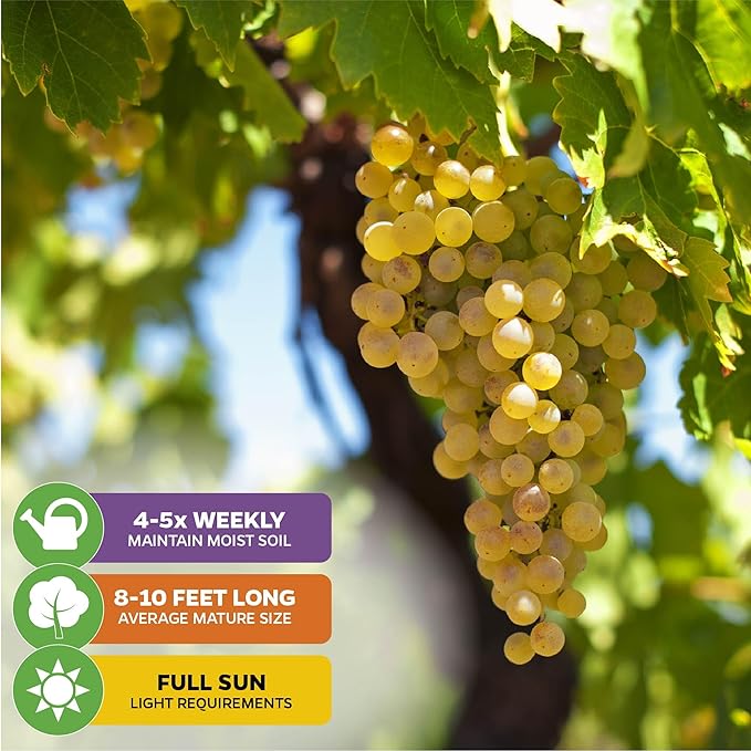 Blanc du Bois Grape - Vitis labrusca - Wellspring Gardens Starter Plant - Live Plant for Outdoor Gardens - Vigorous Grapevine Plants - Ideal for Fruit Gardening in Patio and Garden