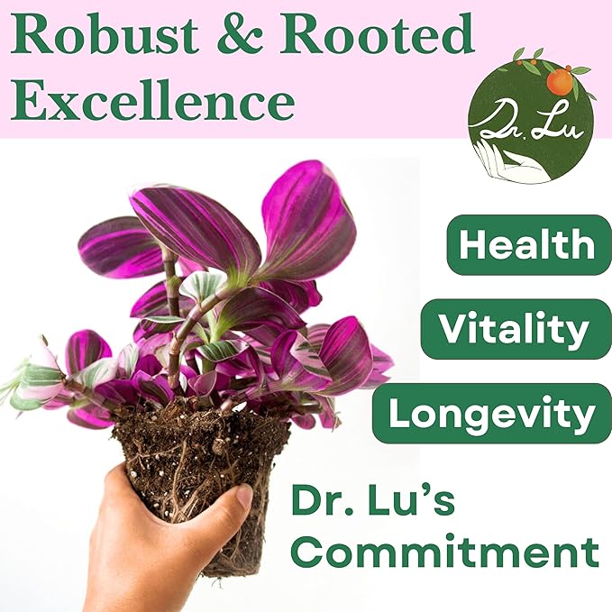 Dr. Lu’s Organic Pink Wandering Jew Live Plant | Rare Tradescantia Nanouk | Rooted House Plants | Easy Grow Indoor Plants | 6'' Nursery Pot