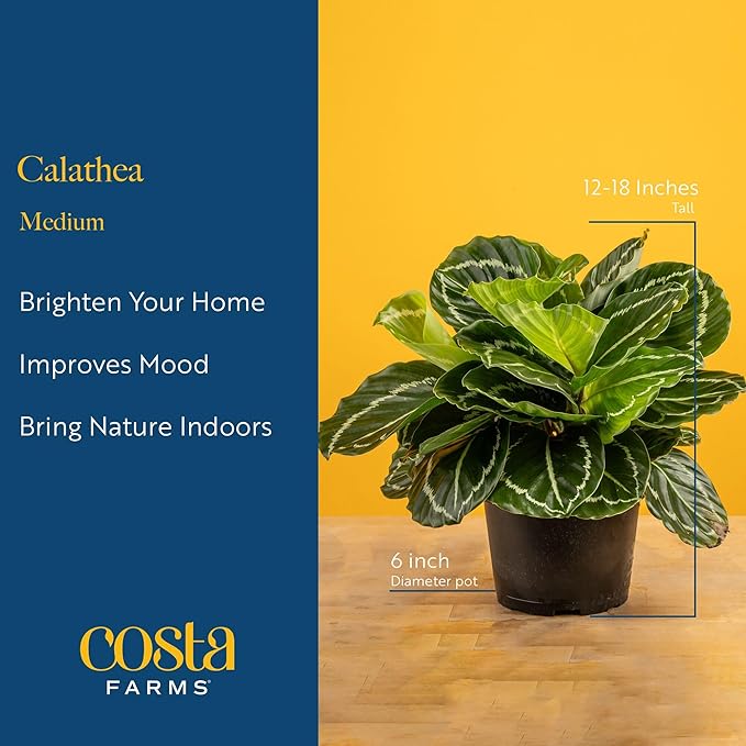 Costa Farms Calathea Live Plant in Decorative Pot, Indoor Houseplant, Perfect for Home, Room, or Office Decor, Great House Warming or Birthday Gift, 12-18 Inches Tall