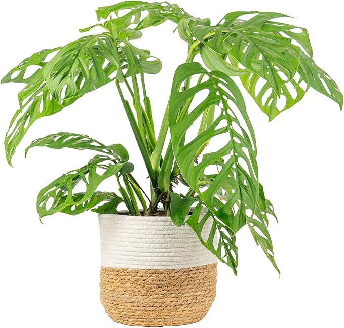 Costa Farms Monstera Esqueleto Live Plant in Decorative Pot, Large Indoor Houseplant, Perfect for Home, Room, or Office Decor, Great House Warming or Birthday Gift, 2-3 Feet Tall