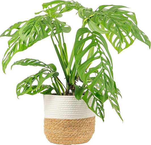 Costa Farms Monstera Esqueleto Live Plant in Decorative Pot, Large Indoor Houseplant, Perfect for Home, Room, or Office Decor, Great House Warming or Birthday Gift, 2-3 Feet Tall