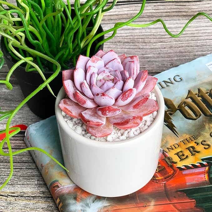 Generic Echeveria Pink Peony Rare Live Succulent Plants, 1 Head 3"" Red, Bare Root Without Pot & Soil, 1/3/7 Pcs, Garden Indoor Office Desk Baby Shower Decoration, Friend Plant Lovers Gifts