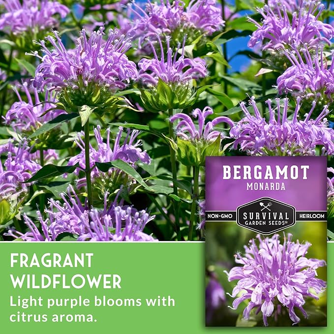 Survival Garden Seeds - Bergamot Herb (Bee Balm) Seed for Planting - 3 Packets with Instructions to Grow Monarda Fistulosa Wildflowers in Your Home Vegetable Garden - Non-GMO Heirloom Variety