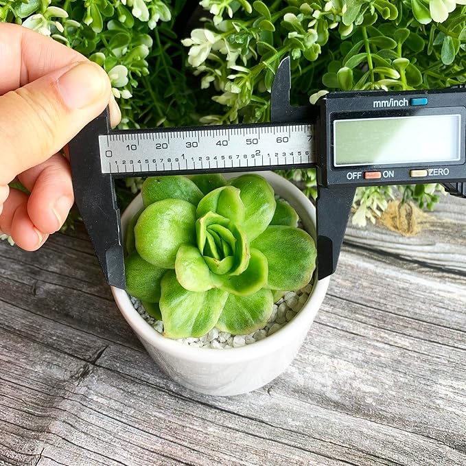 Echeveria Ice Rose Variegated Rare Live Succulent Plants, 1 Head 2.5" Green, Bare Root Without Pot & Soil, Garden Indoor Office Desk Baby Shower Decoration, Friend Plant Lovers Gifts