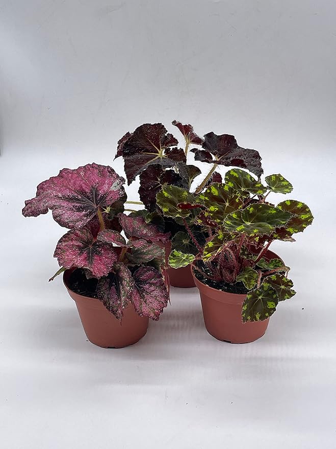 BubbleBlooms Harmony's Begonia Rex Assortment, Warm Summer Colors, 3 Different begonias in 4 inch pots