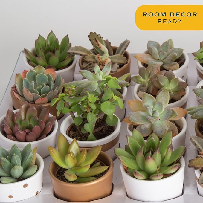 Costa Farms Mini Succulent Live Plants in Decorative Pots, Easy to Maintain Indoor Succulents, Houseplants for Home or Office Decor, House Warming or Party Favors, 2-3.5 Inches Tall, Pack of 48