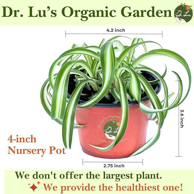 Dr. Lu’s Organic Bonnie Curly Spider Plant | Air Purifying House Plants | Rooted Spider Plant | Easy Grow Indoor Plants | Live Plants in 4'' Nursery Pot